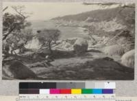 Cypress growth (Cupressus macrocarpa) on exposed rocky site near Pacific Grove, Monterey County, California. A. Bellue, 1924