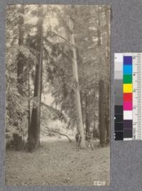 Second growth redwood about 55 years on Powder Flat, Santa Cruz County. A California sycamore has been forced to assume a straight forest form because of crowding by the redwood sprouts. October, 1922