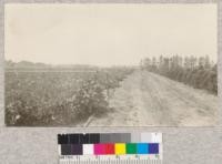 D. Hill Nursery, Dundee, Illinois. Beds of 8-year old eastern Hemlock are still shaded