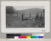 Professor Essig and Dr. E. C. O'Roke of University of Michigan taking color pictures of lupines and filaree near Monticello. W. Metcalf. April 13, 1950