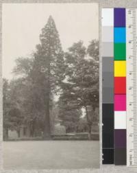 Sequoia gigantea trees in lawn in Portland, Oregon. 40-50 years old. N.T. Masar and Beatrice Metcalf. July 1923. Metcalf