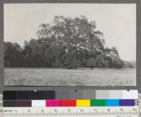 The Sir Joseph Hooker Oak near Chico, Butte County, California (Quercus lobata) diameter at breast height 8' - Ht. 105' - Spread of branches, 197'. August 1916