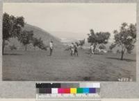 A walnut orchard developed from a dense chaparral area near Lower Lake, Lake County. Barnard, Ranger Day, Fairbank, and the owner. May, 1929. Metcalf