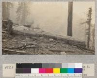 Redwood Project. Waste in tree 1145, log 5. Practically a #4 log, sound, but somewhat shivered in falling, inside. E. Fritz, Nov. 1929