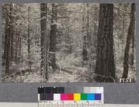 In the mixed reproduction of Big Tree and other species along creek bottom. Whitaker's Forest. July, 1921. Sample plot #4. "Scenes and Trees."