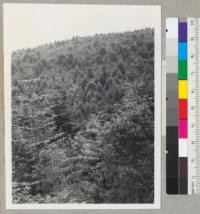 Redwood Region. View from old logging railroad (and now, 1943, a road) on Holmes Eureka Lumber Company property near Fortuna. View over area logged in late 1920's. Much reproduction but not dense enough. Redwood, Douglas fir and white fir. Area was once known as "Carson Woods". Approximately in Sec. 23, T3N, R1W. 6-30-43. E.F