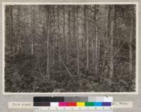 Pure stand of Black Spruce in sphagnum swamp near Cloquet, Minnesota