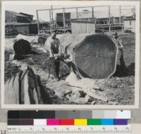 A 59" x 20' redwood log in process of ripping with an Atkins electric chain saw head and Titan chain. Coast Redwood Company, near Samoa, California. 9-30-50. E.F