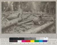 Big River, Mendocino County, California. Redwood Second Growth Cutting Experiment plot. After all trees had been cut and made into logs. Note size of logs of trees #94 and 95. The large log behind Prof. Bruce was left from the logging 65 years before and indicates size of timber originally in the area. Tree #95 fell across another portion of this same log and snapped off as shown. Kellogg in the background. March 1923, E. Fritz