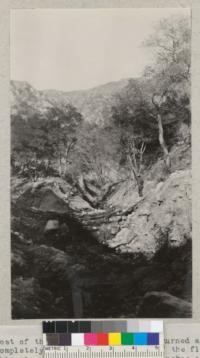 Most of the rock check-dams in the burned area were completely torn out by the force of the flood waters. This view shows junction of two branches of La Crescenta canyon above Harvey Bissell's house with material sliding into the gulleyed creek-bed from the burned slopes. The clump of maple sprouts near the center are under-cut and about to topple into the stream. 1934. Metcalf