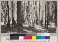 White Fir. Slate Creek #3. Site 80' at 50 years. Volume 75,800 board measure per acre. Age 67 years. Schumacher, 1925