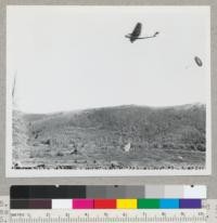 Ford trimotor plane built in 1920's used for forest fire "smoke jumping" demonstration Sept. 13, 1946. Wasatch Mountains near Salt Lake City