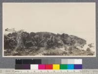 Sand dunes at Asilomar, near Pacific Grove, California. Stunted Monterey Pines and shrubs in a hollow in the sand hill