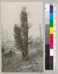 A redwood which stood next to a house during the Berkeley fire had its top and the side adjacent to the building killed, but has sprouted vigorously along other parts of the stem. Sept. 17, 1924