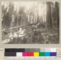 Redwoods and others left standing on D & C. Lumber Company tractor and selective logging study area in Henry Gulch, Elk River. View before all logs had been removed. Stump in foreground is U .S. Forest Service No.___. [sic] June 1935. E.F