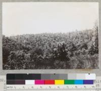 Rewood region. Big River basin. Results of clear cutting in 1920's on North Fork, about Sec. 20, 217N, R15W. North-facing slope. Many sprout clumps but very little natural seedling reproduction above the tan oak brush. 6-29-42. E.F