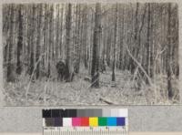 Western yellow pine plot on Conrow place near Paradise, Butte County, before thinning. Feb. 1930