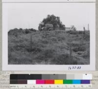 Goff and Hampton of Contra Costa office plant clump of windbreak test species on knoll at Junior School near Martinez. Tall trees are Cupressus sempervirens. Olive in background on adjacent ranch. Soil here shallow on sandstone