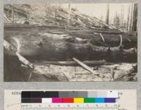 Redwood Utilization Study. This picture shows in the foreground the top of tree #1046. See photo #4087. The top was chopped off by a climber. It shows the size of the branches, some of them measuring 10 inches in diameter at the trunk. E.F., March 20, 1929