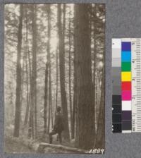 Secondgrowth Redwood Yield Study. Fort Ross - plot #1. A 55 year old stand of pure Douglas fir - 27 thousand board feet per acre. Oct. 1922