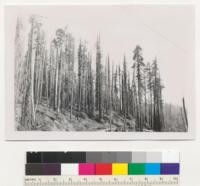 Redwood Region. Damage done by great fire of 1945 (possibly burned also in 1936 fire). White woods are dead. Redwoods have dead tops and many "sucker" branches. A very heavy stand--perhaps 180-200 thousand per acre. Hammond Lumber Company Big Lagoon operation. 9/3/52 E.F