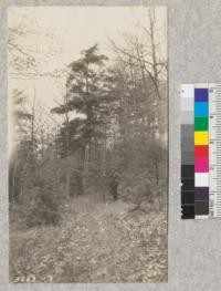 Natural reproduction of White pine on Syracuse Forest Experimental Area, New York, in mixed forest of white, black and red oaks. Old pine was logged about fifteen years ago. Hemlock seedlings to left