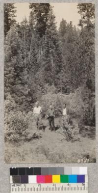 Dean Merrill and others among young Sequoia reproduction, Whitaker's Forest, Sept. 1929