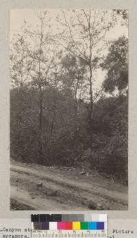 Canyon stream bed type, Los Gatos. Picture of sycamore, alder, and California laurel. Time 3 sec. F 16. T.M. Tyrrell