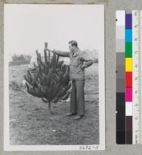 Dowdakin and one of the small well-formed Christmas trees of Monterey Pine. Metcalf. Dec. 1952