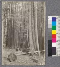 Secondgrowth Redwood Yield Study. North fork of Gualala - plot #7. A 40 year old stand of pure redwood, 89 M.B.M. per acre. D. Bruce - Oct. 1922