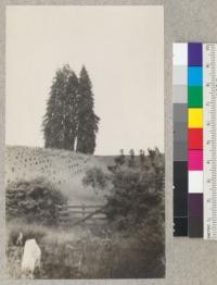 A border group of redwoods. An isolated original grove on east border of redwood range. Near Sonoma-Mendocino county line W. of state highway. E. Fritz, June 1929