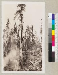 Redwood Region. A peculiar twisted tree left standing by Holmes Eureka Lumber Company at their Boy Scout Camp operation. Van Duzen River. August 1936, E.F