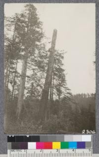 Head spar tree Greenwood logging system. The type of blocks shown will be replaced by improved double lead block at the first move. D. Bruce - Oct. 1922. 4.3241