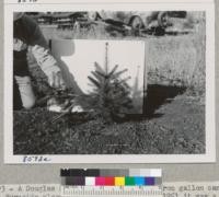 The double stem which would have spoiled the symmetry of this 1-1 Douglas fir in the Burnside planting, Santa Rosa, has been removed. It will now grow into a symmetrical tree. Sept. 1951. Metcalf