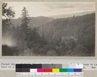 Forest types of Santa Cruz County. Looking into Zayante Creek to recent burn in a seriously burned redwood area. T. M. Tyrrell. May 1930