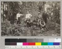 A large redwood on the property of Mr. Joy near Bodega Bay, Sonoma County. June, 1926