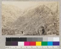 Upper portion of Mad River cutting area of Northern Redwood Company looking north towards Korbel (apparently within 1 mile of Korbel). This site almost pure Douglas fir but experimentally planted to Redwood and Port Orford Cedar December, 1924. April, 1925