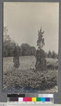 Red cedar and juniper