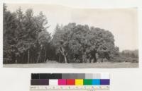 A group of madrones, with a young Douglas fir stand to left. The large madrone in the center is shown in #6333. Mixed with the madrones are a few California laurels and two black oaks. All trees in the main group are under 12" in diameter. The large tree in center is over 24". For views of Douglas fir on left see #6346-7. For close-up of madrone group see #6336. 3/18/37. E.F