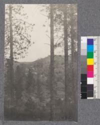 Sierra foothill country near Mariposa, California. Looking thru a stand of young Western Yellow Pine (P. ponderosa). Natural reproduction in foreground. An old gold mine shown on opposite side. Hill covered with Digger pines