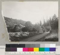 Redwood. Dead trees girdled by settler about 1890. Trees are complete to top "leader." Swithenbank Place, north of Garberville on Dean Creek. Redwood Highway. See also #6847. 9/7/40. E.F