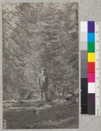 White Fir. Soquel Basin Plots #1 and #2. Schumacher, 1925