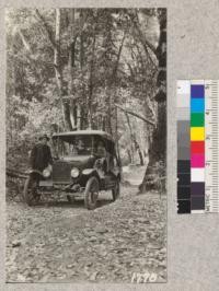 A beautiful but steep drive beneath Madrones, Tan Oaks, and Black Oaks on ridge between Fort Bragg road and Andersonia, Humboldt County. August 1921