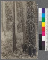 Trees from left to right: western yellow pine, incense cedar, western yellow pine, two large sugar pines. Photographed in Siskiyou County. [Handwriting on photograph reads: H54. Fruit Growers Supply Company. Kirk Calis [?]. Big Trees.]