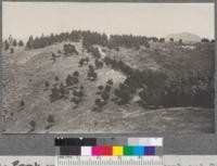 From Flagpole Peak on ridge between Telegraph and Temescal watersheds looking N towards main ridge. Monterey Pine plantation shown here planted 1907. 12 years old when measured May 1919