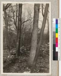 Left to right: Prunus serotina; Betula lutea; Quercus alba; Amelanchier canadensis. Pennsylvania