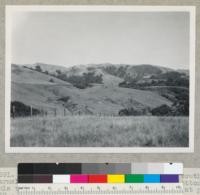 Redwood Region. Character of country south of Carmel, Monterey County. Redwood in canyon bottoms. This view of canyon crossing State Highway #1 at post 368 + 95. 11-7-44, E.F