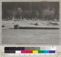 Redwood trunk in Van Duzen River, near Carlotta, California. Tree originally on river bank; undermined by flood water. Diameter about 50" diameter at breast height. Photo to show root ball; deeper than ordinarily possible because of partial burial by flood silts. 2-22-39. E.F