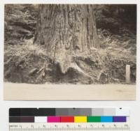 Redwood. Tree #1699 in Boardman Grove. See also #6939 A-B for full length. Note large roots cut away for highway grading and drainage ditch. Roots cut about 1915? 7-2-41 E. F