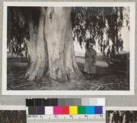 Manna Gum - Eucalyptus viminalis - The McCubbin tree near Reedley, California. February 1937. C. Kraebel